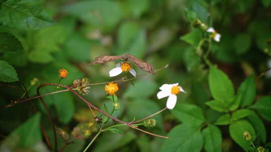 蝴蝶白花鬼针草开花