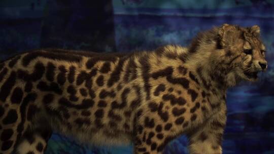 猎豹金钱豹花豹标本猛兽视频素材模板下载