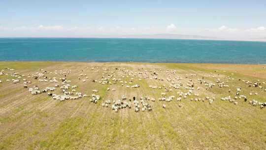 青海湖畔奔跑的羊群视频素材模板下载
