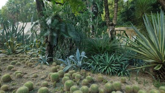 沙漠植物沙生植物园仙人球仙人掌