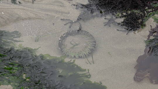 海草和海葵