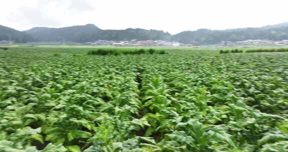 云南龙陵县平达乡草烟田航拍