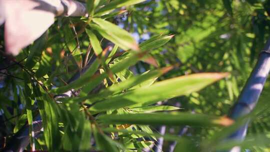 旋转仰拍阳光照射下竹林中的竹子和竹叶视频素材模板下载