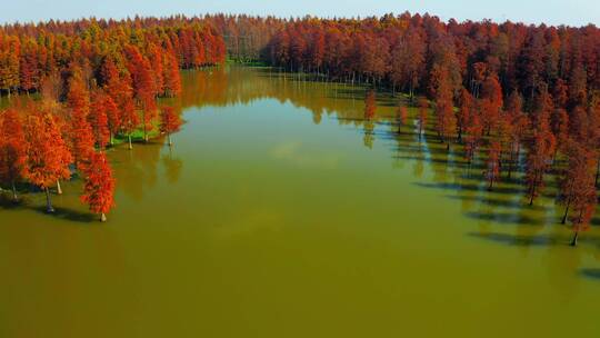 航拍秋季红色水上森林