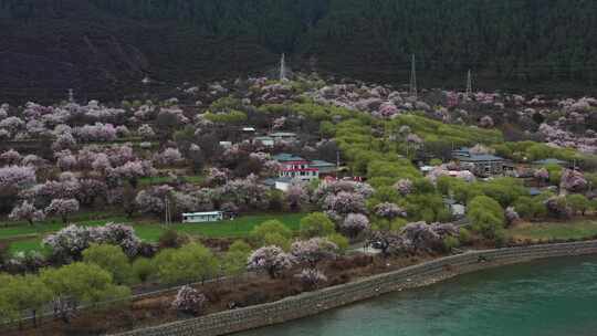 林芝 林芝桃林 西藏