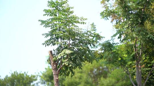 园林绿化工程-树木病虫害防治