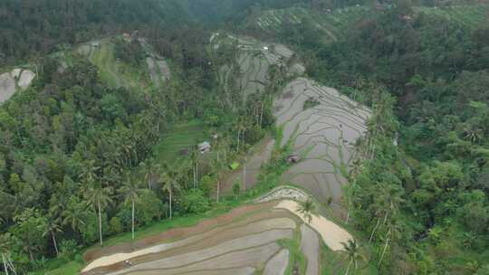 水稻梯田，田野，农场，水稻