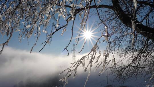 冬日阳光柳树冰挂