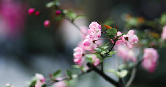 西湖海棠花