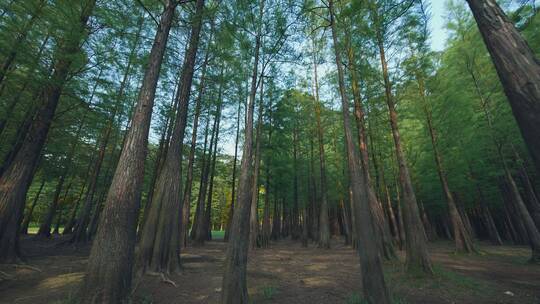 傍晚唯美杉树树林风景4k视频素材视频素材模板下载