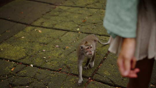 一只猴子追逐一个跟踪和勒索食物的女孩视频素材模板下载