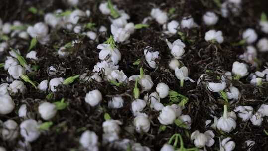 升格慢动作微距特写茉莉花与茉莉花茶制作