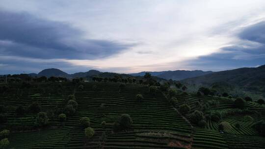 云南普洱茶山