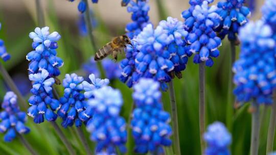 蜜蜂在蓝色的花朵周围飞来飞去