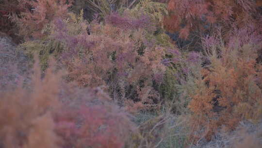新疆秋天沙漠植被4K120帧素材