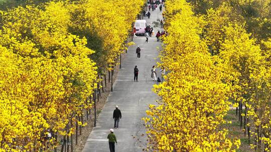 中国广东省广州市番禺区海傍水乡黄花风铃