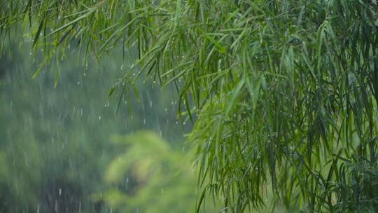 下雨天的竹林