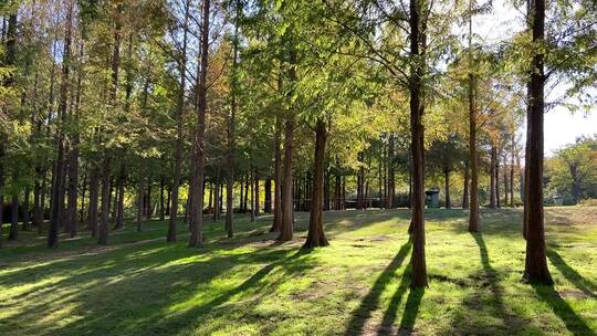 济南森林公园，秋季景色树叶金黄