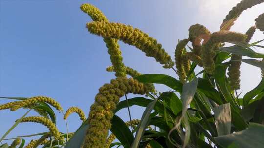 农民笑脸谷子成熟芝麻开花