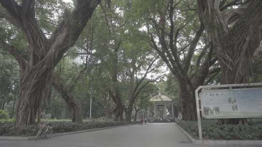 广州人民公园 树林、建筑