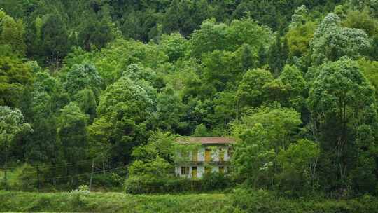 四川乡村田园风景树林深处老房子