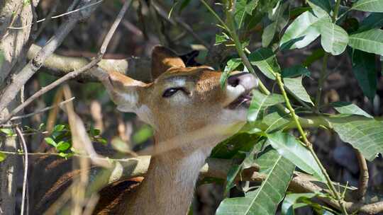 海南坡鹿吃树叶