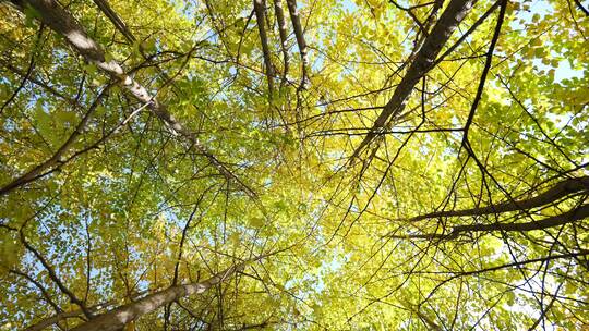 银杏秋天阳光银杏树银杏叶