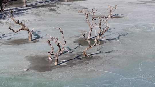 航拍四川阿坝双桥沟冰面上的枯树