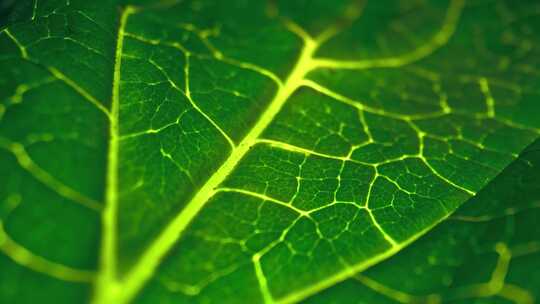 植物叶子特写光合作用特效三维动画