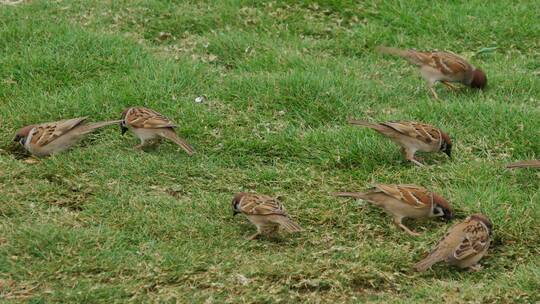 麻雀在草坪上觅食