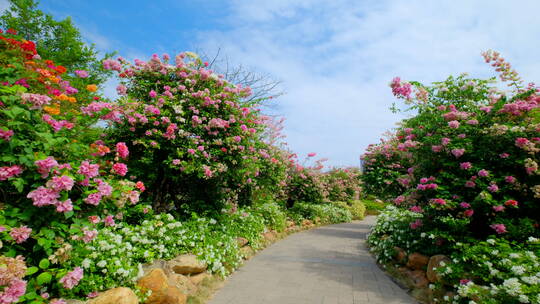 三角梅叶子花盛开