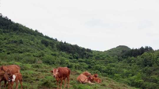 山坡放牛 山坡草原 牛羊成群 养牛场 草原