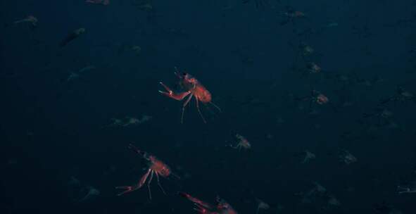水底拍摄小龙虾