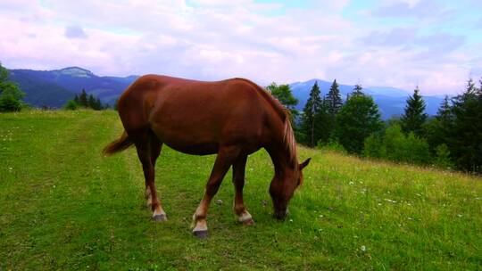 一匹在草地上吃草的棕马