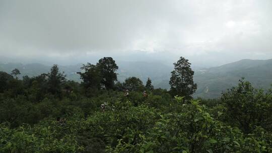 云南古茶树茶园茶山茶叶