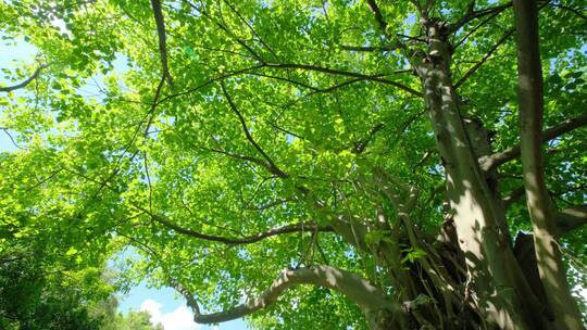菩提树夏天阳光穿过穿透树叶光斑逆光树荫