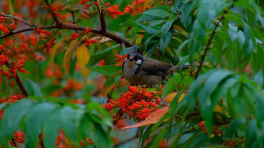 春天鸟语花香 红耳鹎 树枝上的小鸟
