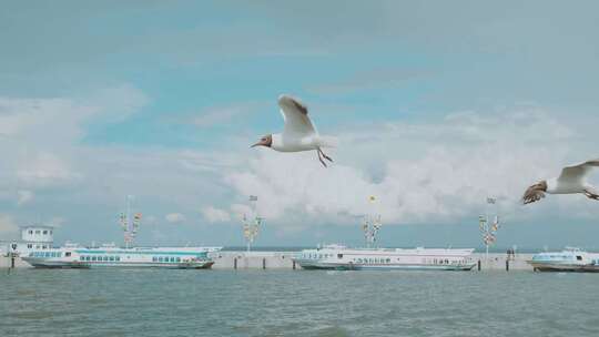 海鸥在彼得霍夫着陆台附近飞行