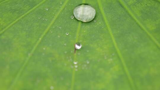 雨后荷叶露珠 水珠滴落四溅特写高清在线视频素材下载