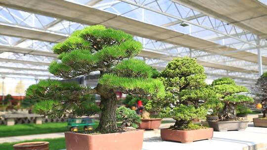 山东济南，绿植、盆景、多肉植物、花卉基地