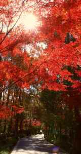 秋天唯美红叶红枫光影 阳光穿过树叶竖屏