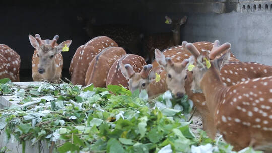 梅花鹿喂食