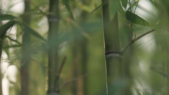 竹林  竹子  竹叶  绿色  阳光  植物