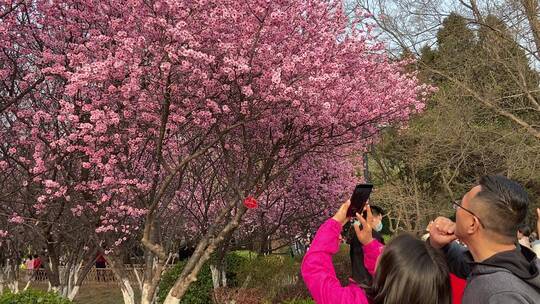 济南百花公园春天赏玉兰花、桃花