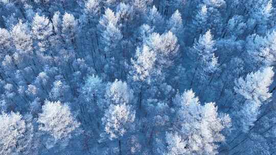 大兴安岭冬季风景雪松雾凇雪林银装素裹