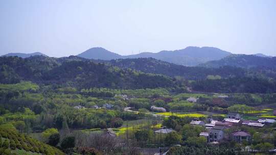 茶叶 茶 品茶 采茶制茶 茶山 摘茶