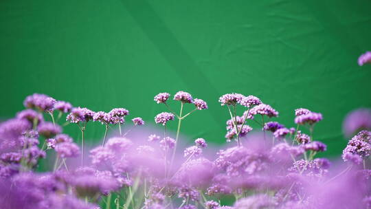 绿幕紫色花海 抠像素材视频素材模板下载