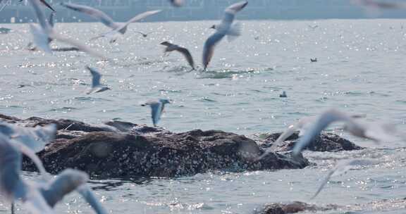 大海海面飞翔的海鸥
