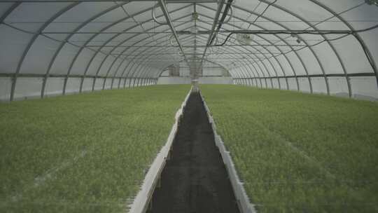 温室大棚培育植物幼苗视频素材模板下载