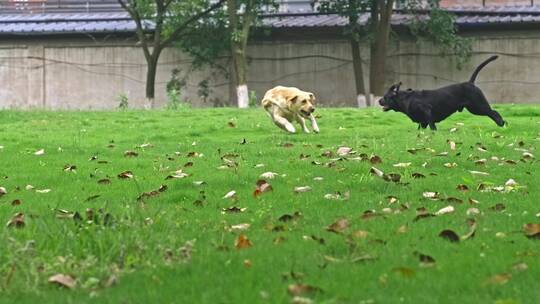 草地上奔跑的拉布拉多犬